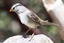 White-crowned Sparrow  8350