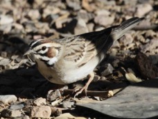 Lark Sparrow 7041