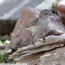 Lucy's Warbler 8487