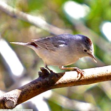 Lucy's Warbler 7417