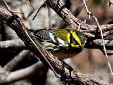 Townsend's Warbler male 7633