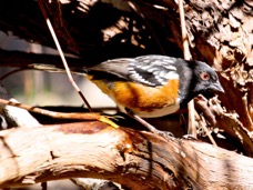 Spotted Towhee 7594
