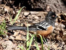 Spotted Towhee 7778