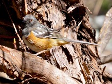 Spotted Towhee female 7648