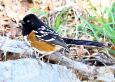 Spotted Towhee 7298