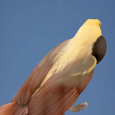 Raggiana Bird-of-Paradise 3721 B