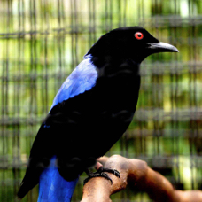 Asian Fairy-bluebird 4581