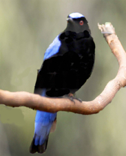 Asian Fairy-bluebird 4578 B