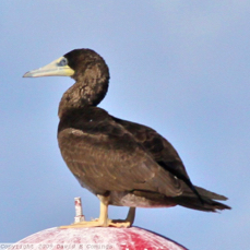 Brown Booby 3798