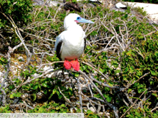 Red Footed Boobie1115