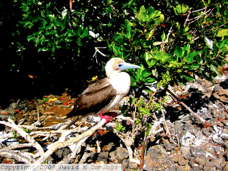 Red-footed Booby 1124