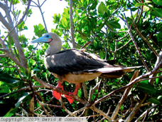 Red-footed Booby 1125