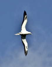 Red-footed Booby 2050
