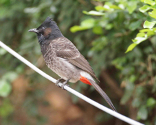 Red-vented Bulbul 2951