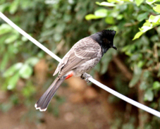 Red-vented Bulbul 2935