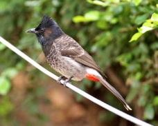 Red-vented Bulbul 2946