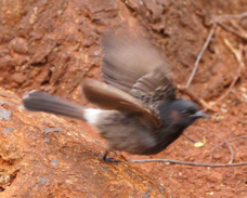 Red-vented Bulbul 4527