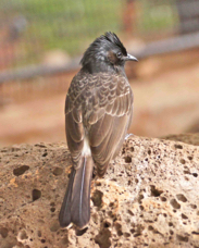 Red-vented Bulbul 4531