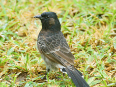 Red-vented bulbul 0658