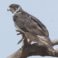 Hawk-Eagle African 192