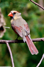 Northern Cardinal female 3290