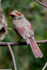 Northern Cardinal female 3293