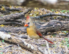 Cardinal female-335