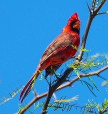 Northern Cardinal-7.jpg