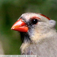Northern Cardinal female 3290B