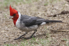 Red-crested Cardinal 3242