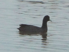 Coot Red-knobbed 9950