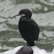 Brant's Cormorant 8799