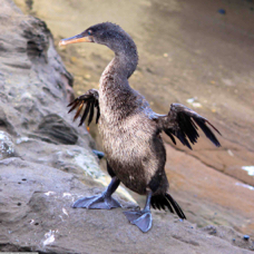 Galapagos Flightless Cormorant 0737