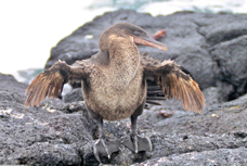 Galapagos Flightless Cormorant 8517