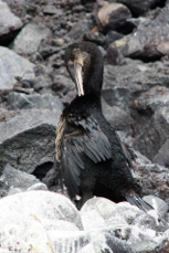 Galapagos Flightless Cormorant 1050