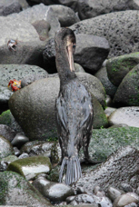 Galapagos Flightless Cormorant 1104
