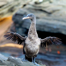 Galapagos Flightless Cormorant 3806