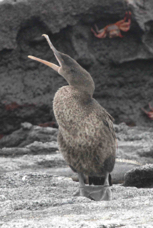 Galapagos Flightless Cormorant 8474