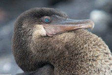 Galapagos Flightless Cormorant 8527