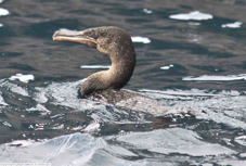 Galapagos Flightless Cormorant 1011