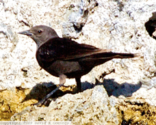 Brown-headed Cowbird 5829