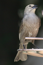 Brown-headed Cowbird female 4011