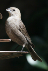 Brown-headed Cowbird female 4607