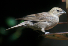 Brown-headed Cowbird female 4613