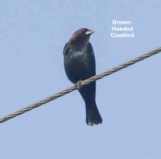 Brown-headed Cowbird-62.jpg