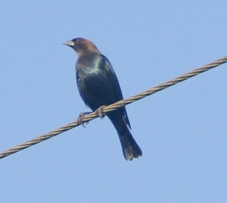 Brown-headed Cowbird-64.jpg