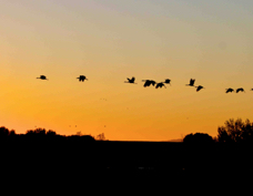 Sandhill Cranes at Dawn 3136