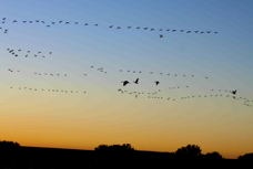 Sandhill Cranes & Snow Geese at Dawn 3105