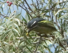 Tinkerbird Yellow-rumped 2603