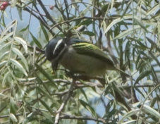 Tinkerbird Yellow-rumped 2605